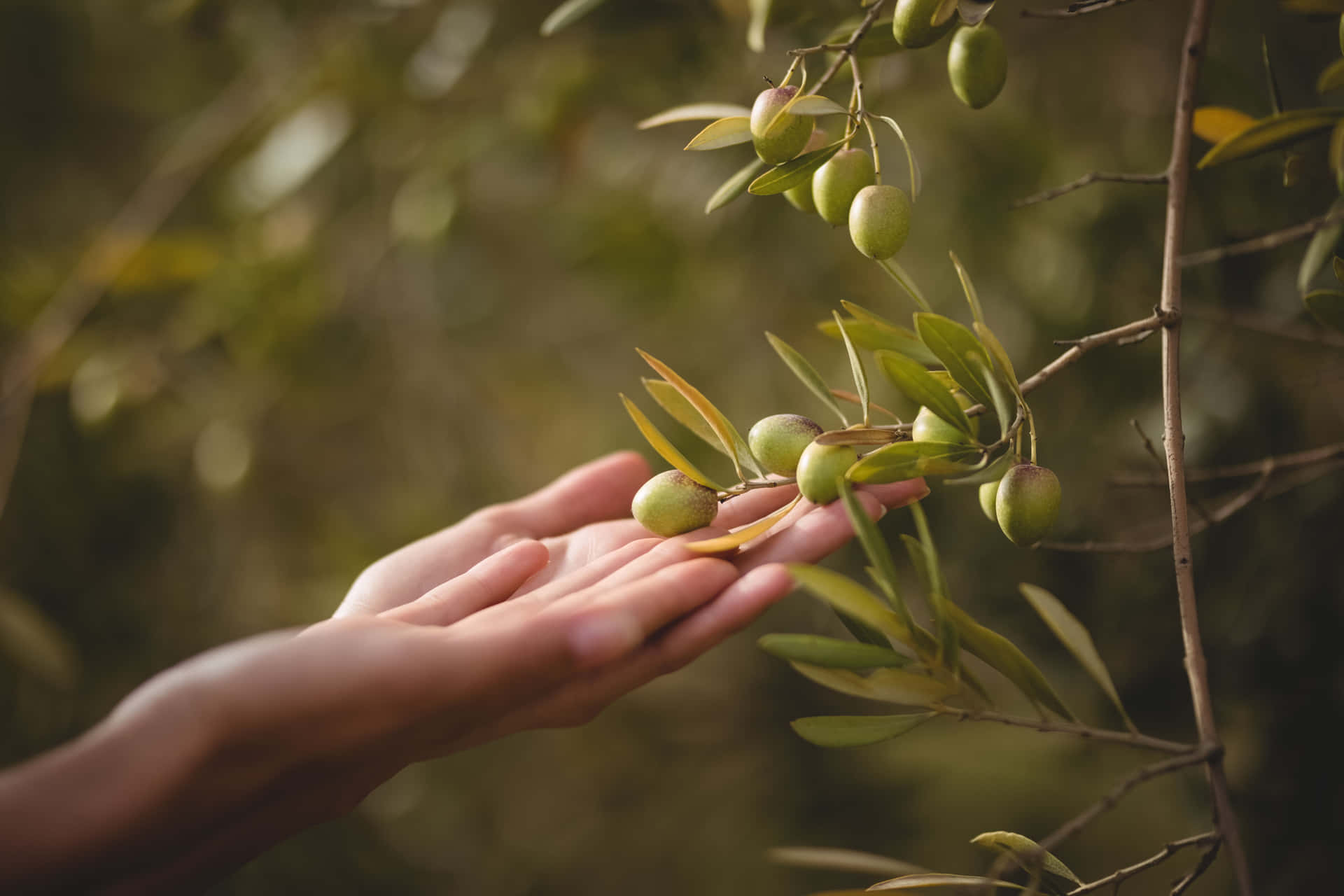 olive-tree-5uuqc0gpy4kl2xni